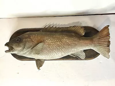 Vintage Unknown SEA BASS  Fish Taxidermy Taxidermied Real Skin • $49.99