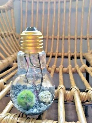 Miniature Marimo Moss Ball Terrarium • $25