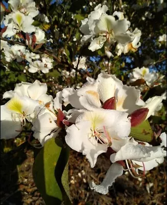 Bauhinia Varigata Candida Seeds. 10 Seeds • $4