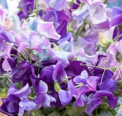 £2.79 • Buy 30 Sweet Pea Royal Family  - Clouds Of Scent Mix - Purple/Navy/White