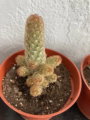 Mammillaria Elongata “ Lady Fingers” • $11.99