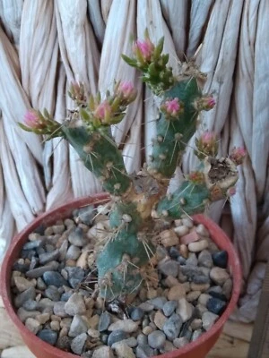 £30 • Buy Rare VARIEGATED Cylindropuntia Imbricata Cholla - Opuntia  Cactus Cacti 7cm
