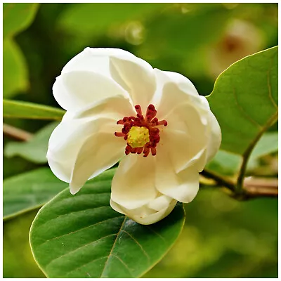 Magnolia Sieboldii  In 12cm Pot Stunning White Fragrant Flowers • £15.99