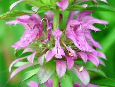 Lemon Mint Flower 100 Fresh Seeds Free Shipping  Bee Balm  • $1.49