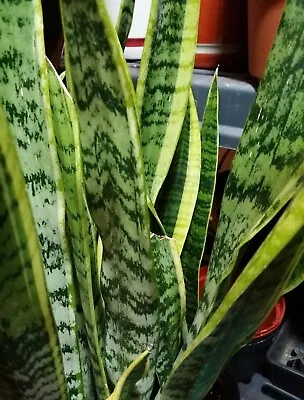Snake Plant Approx. 17   Tall Mother-In-Law's Tongue Sanseveria Live. FS • $49.99