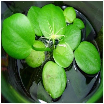 £5.95 • Buy Frogbit Floating Aquatic Plant. LIKE MINI WATER LILYS  POND / TANK