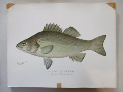 Vtg Print White Perch FISH 1930 DENTON N.Y.  Color 10 X13  • $20