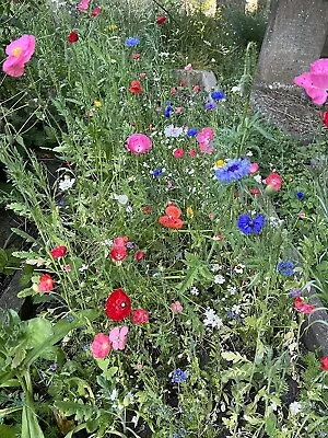 Wild Flower / Wildflower Seeds MIX NO GRASS Save The UK Bees Butterfly 25g Pack • £3.69