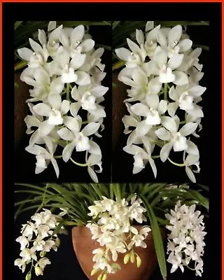 $15 • Buy OoN Cymbidium Orchid Sarah Jean 'Ice Cascade'  68mm Pot