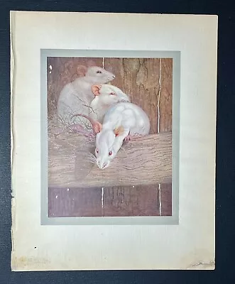 Antique BEAUTIFUL Book Plate From Children’s Book CUTE Baby Rats PUPS Animal Art • $29.99