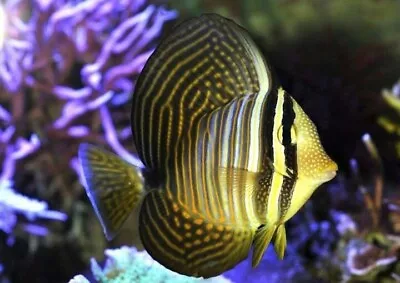 Sailfin Tang Round Fin Zebrasoma Velifer • £99.99