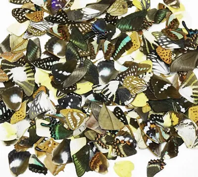 25 REAL Tropical Butterfly Wings For Art Crafts Jewelry Mix LadybugOddities • $25