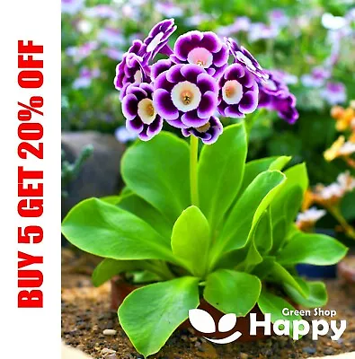 £1.19 • Buy PRIMROSE AURICULA - 150 SEEDS - Primula Auricula Pubescens - Polyanthus - Early 