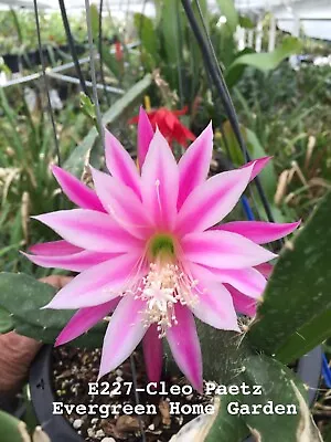 Rooted Epiphyllum Orchid Cactus “Cleo Paetz”Growing In 4” Starter Pot. • $25