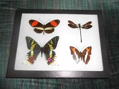 Real Framed Mounted  Butterflies Urania Ripheus Dragonfly In 6x8 Riker  #m31 • $37