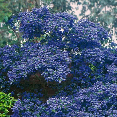 1 X Ceanothus 'concha' Evergreen Shrub Hardy Garden Plant In Pot • £9.99