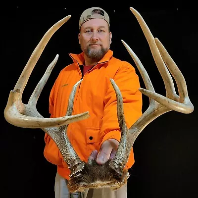 145” WILD Giant 10 Point Whitetail Deer RACK ANTLERS Skull European Taxidermy • $33