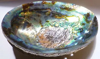 Paua Abalone Sea Shell One Side Polished Natural Beach Craft 6.5  Smudge • $12.99