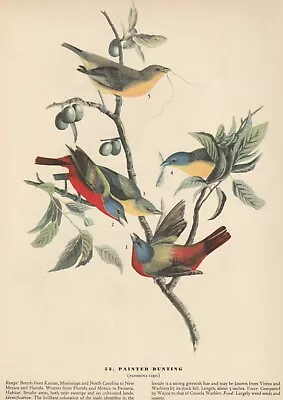 1942 Audubon Art Print 53 Painted Buntings. Vintage Bird Illustration. • $9.49