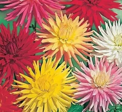 8x DAHLIA CACTUS MIXED Plug Plants Preorder Del March Onwards FREE P&P • £9.75