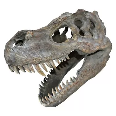 T-Rex Dinosaur Skull Medium Resin Replica Freestanding 39.5cm Wall Mountable • £135