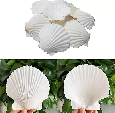 JQAQJU Scallop Shells For Crafts 16Pcs 3-3.5 Inch White Sea Shells Bulk For Dec • $17.89