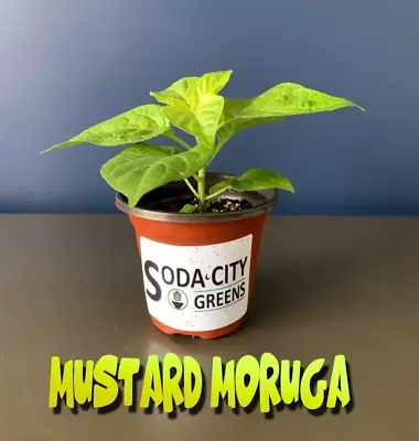 TWO Mustard Moruga Scorpion Pepper Live Plants • $16.99