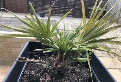 Chamaerops Humilis - Mediterranean Fan Palm • £19.99