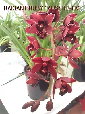 $22 • Buy Cymbidium Orchid RADIANT RUBY  'AUSSIE GEM'