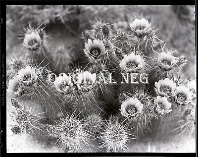 1930s Film Negative WILD DESERT CACTUS In BLOOM Hedgehog Flower G.I. Pitchford • $12.95