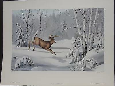 New Snow Whitetail Deer Maynard Reece 338/950 1978 Limited Edition  Print  Nos • $54.99