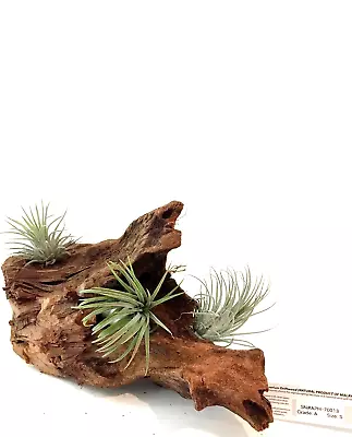 Malaysian Driftwood & Air Plant: A Perfect Fusion Of Nature's Beauty S (10~12 ) • $39.99