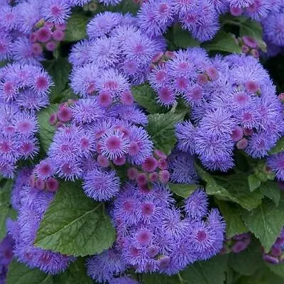 Ageratum BLUE MINK DWARF Floss Flower Purple Monarchs Love! Non-GMO 500 Seeds • $3.98