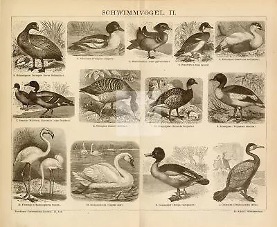 1882 VINTAGE Print - Swimming Birds - Mandarin Duck Cormorant #G551 • £9.50