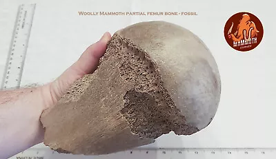 Woolly Mammoth Partial Femur - Fossil • $500