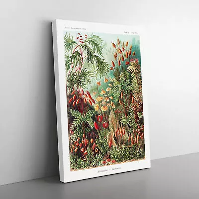 Flowers Growing Wild By Ernst Haeckel Canvas Wall Art Print Framed Picture Decor • $37.27