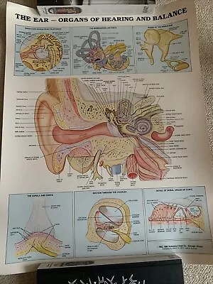 VTG 1986 Medical Chart The Ear - Organs Of Hearing  & Bakance. Anatomical Chart • $25