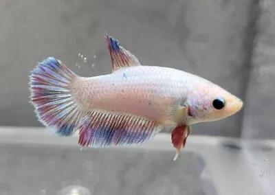 Live Female Betta Fish - White Multicolor  • $15