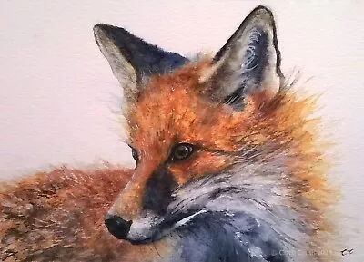 ORIGINAL Signed Watercolour Painting FOX Animal Wildlife Nature Art Clare Crush • £23.99