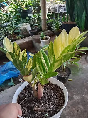 2Stems Zamia Culcas Variegated Phytosanitary Certificate DHL EXPRESS • $104