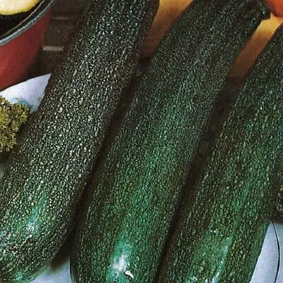 ALL GREEN BUSH ZUCCHINI SEEDS Vegetable Seeds All Green Bush Zuccini Courgette • $2