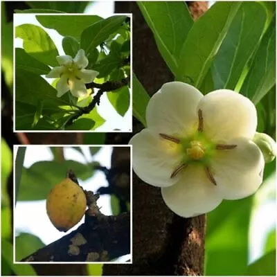 Tamilnadia Uliginosa - 10 Seeds - Gengada Pandri Divine Jasmine Rare Seeds • £2.04