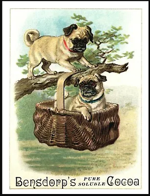 £4.99 • Buy Pug Lovely  Vintage Style Dog Art Cocoa Advert  Print Poster 