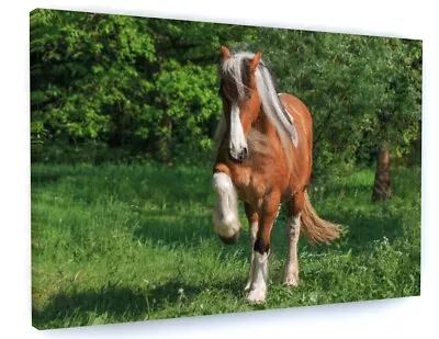 Horse Canvas Picture Print Wall Art • £20.97