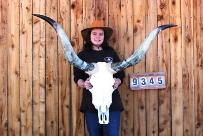 Steer Skull Polished Long Horns Mounted Art!! 4' 0  Cow Bull Longhorn H9345 • $264.95