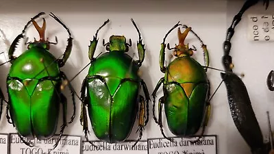 Eudicella Darwiniana  TRIO A1 Mounted. Togo. Cetonidae Scarabeidae • $30