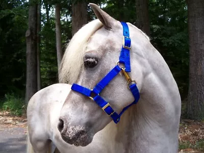 Miniature Horse Adjustable Nylon Halter Royal Blue • $12.95