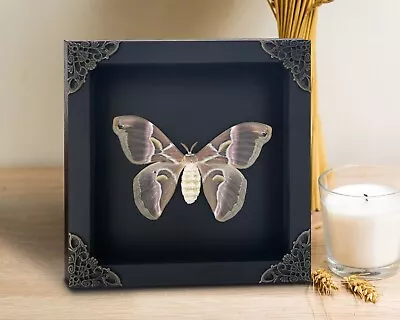 Framed Moth Shadow Box Display Real Taxidermy Insect Frame Gothic Decor • $39