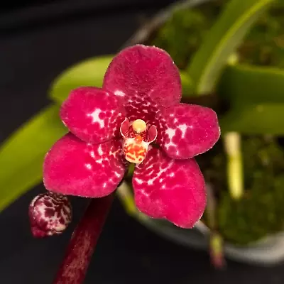 $55 • Buy Select Barrita Orchids Sarcochilus INDP/023