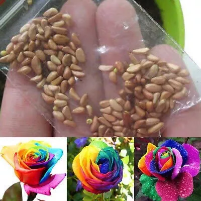 5x Rainbow Rose Seeds • £1.75